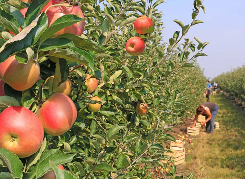 果园基地