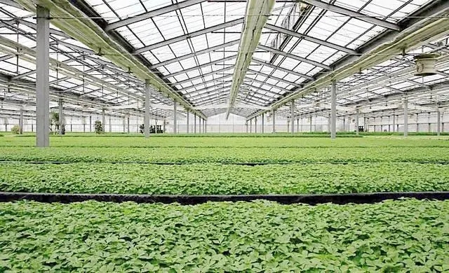 绿化小苗移栽苗与非移栽苗的差别