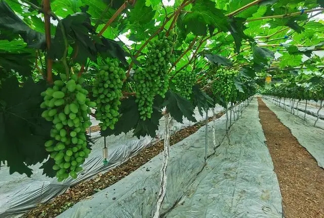 春季早熟番茄定植后的管理