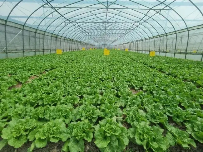 温室黄瓜黑星病及其防治